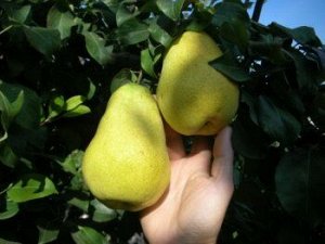 САЖЕНЦЫ КОЛОНОВИДНОЙ ГРУШИ МЕДОВАЯ