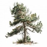 СОСНА ОБЫКНОВЕННАЯ Pinus sylvestris 5 мл.