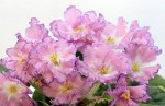 Фиалка РС-Любимая