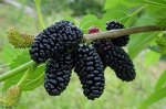 САЖЕНЦЫ ШЕЛКОВИЦЫ ЧЕРНАЯ БАРАНЕССА