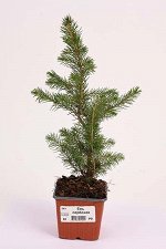 Ель сербская  (Р9) (Picea omorika)