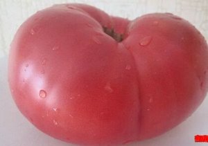 Томат Минусинские