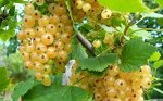 СМОРОДИНА БЕЛАЯ ДЕСЕРТНАЯ