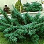 Можжевельник средний Пфитцериана Глаука (Р9)