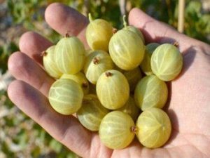 Саженцы крыжовника зеленый медок