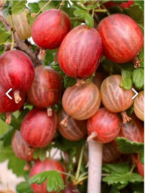Саженцы крыжовника ксения