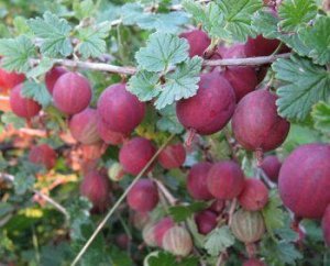 Крыжовник сенатор (консул)