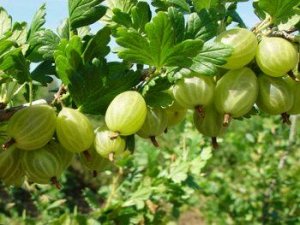 Крыжовник челябинский зеленый