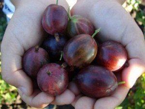 Саженцы крыжовника чёрный финик