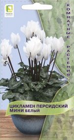Цикламен персидский мини Белый (ЦВ) (&quot;К) 2шт.