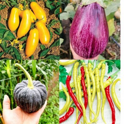 🌱Элитные сорта томатов, перцев, и других культур НОВИНКИ 24
