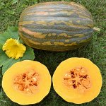 Тыква Витаминная мускатная, позднеспелая, плетистая 2гр Гавриш/БП