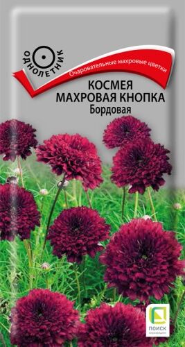 Космея Махровая кнопка Бордовая (ЦВ)("1) 0,1гр