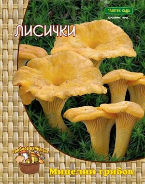 Лисички Лисички – красивый грибы, часто встречающиеся в лесополосе. Они представляют собой небольшие мясистые шляпки золотистого цвета на ножке в форме трубы. Цвет меняется от оранжевого до темно-желт
