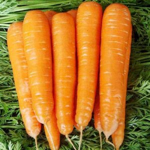 Морковь Золотая Осень