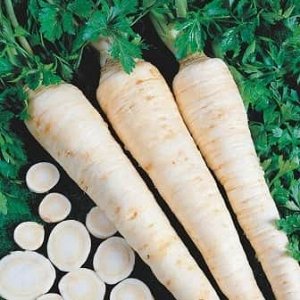 Петрушка корневая Сахарная