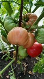 Семена Томат Гном Уэверли, 5 семян
