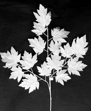 Ветка Клена крупный лист 65 см цвет белый HS-0046-1