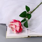 Цветы искусственные &quot;Роза чайная экстра&quot; d-7 см 44 см, бело-малиновый