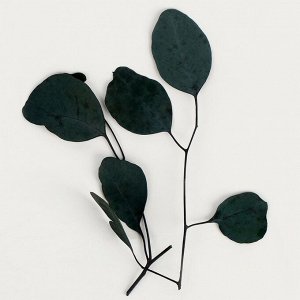 Набор сухоцветов «Листья эвкалипта»