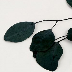 Набор сухоцветов «Листья эвкалипта»
