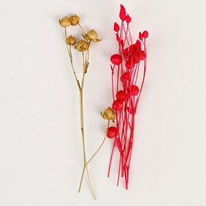 Набор сухоцветов «Цветки бобов», цвет МИКС