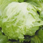 Салат кочанный Айсберг Арктика