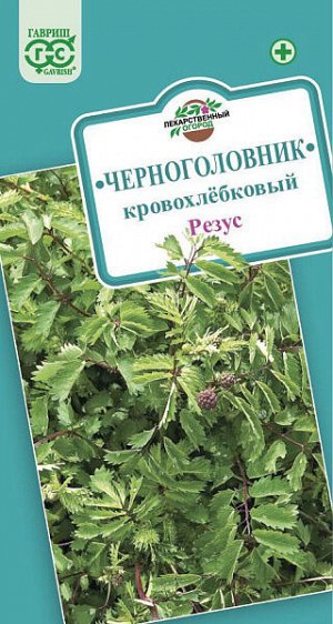 Черноголовник (кровохлёбка) Резус