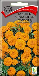 Бархатцы отклоненные махровые Бой оранжевые