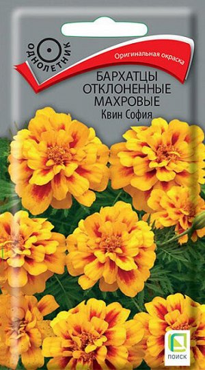 Бархатцы отклоненные махровые Квин София