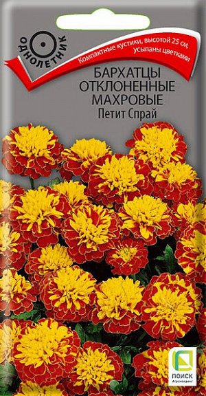 Бархатцы отклоненные махровые Петит спрай