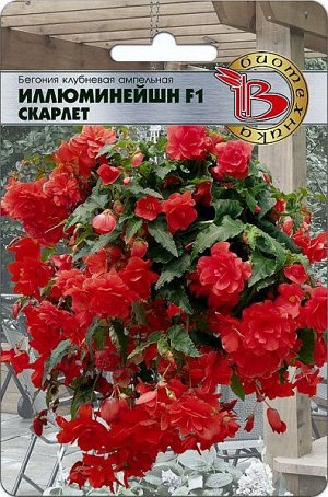 Бегония клубневая ампельная Иллюминейшн F1 Скарлет