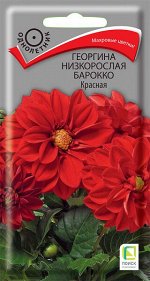 Георгина низкорослая Барокко Красная