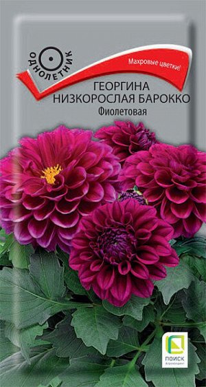 Георгина низкорослая Барокко Фиолетовая