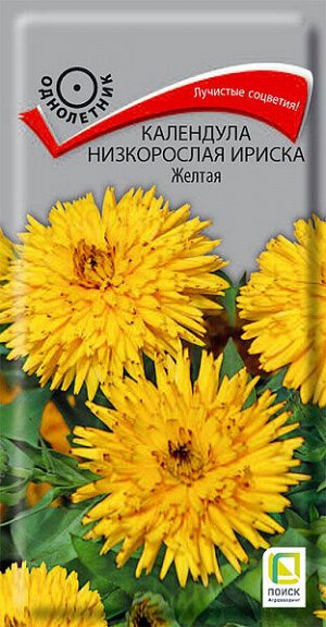 Календула низкорослая Ириска Желтая