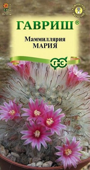 Маммиллярия бокасанская (кактус) Мария