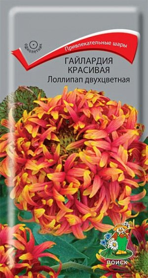 Гайлардия красивая Лоллипап двухцветная