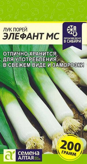 Лук порей Элефант МС