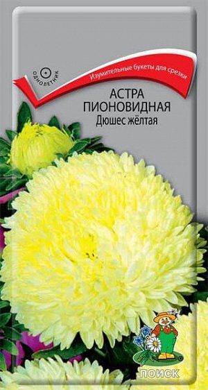 Астра Пионовидная Дюшес желтая