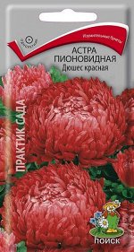 Астра Пионовидная Дюшес красная