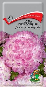 Астра Пионовидная Дюшес роуз энд вайт