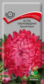 Астра Пионовидная Красная башня