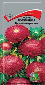 Астра Помпонная Вишнево-красная