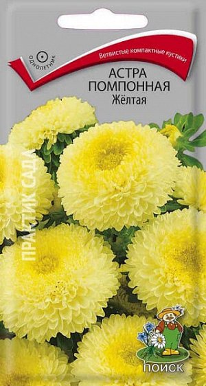 Астра Помпонная Желтая