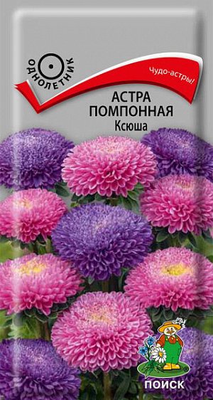 Астра Помпонная Ксюша