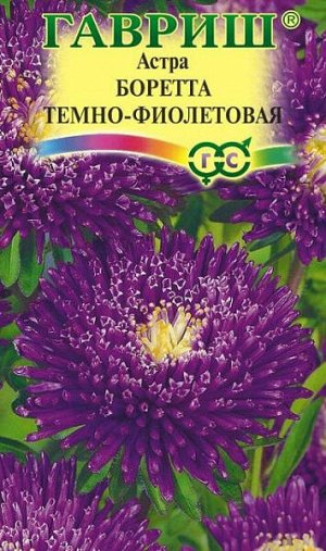 Астра Принцесса Боретта темно-фиолетовая