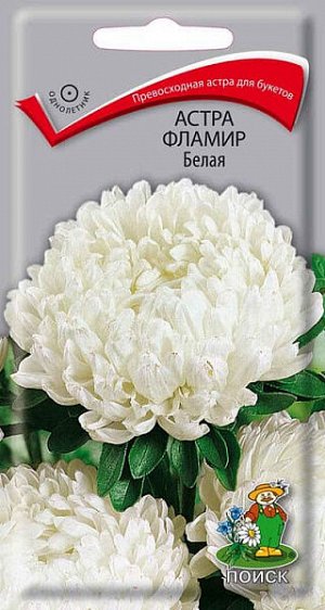 Астра Фламир Белая (шаровидная)