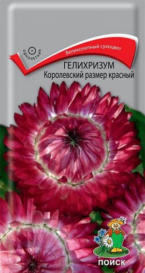 Гелихризум Королевский размер красный