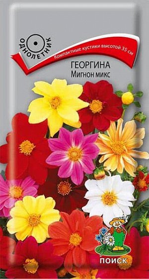 Георгина Мигнон микс (низкорослая)