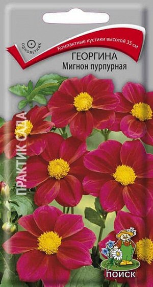 Георгина Мигнон пурпурная (низкорослая)